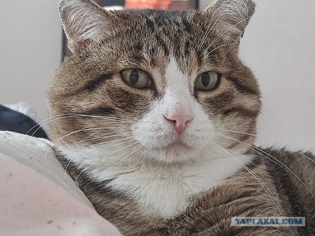 Котовторник 09.04.24