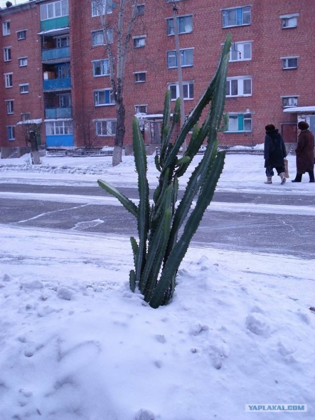 Сбор березового сока в Сибири