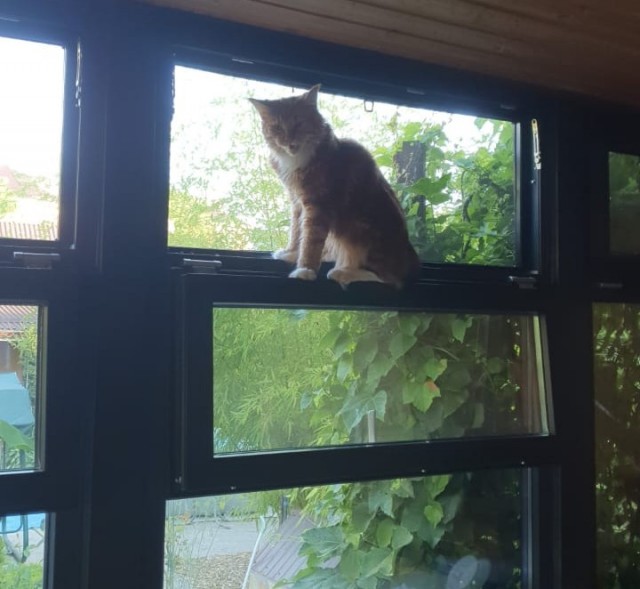 Котовторник