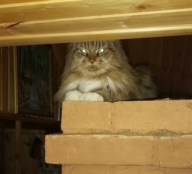 Мэйн-кун!  Котовторнику посвещается!