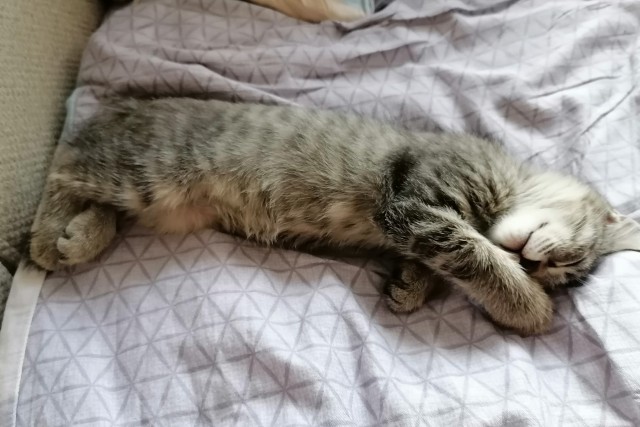 Начинаем котовторник