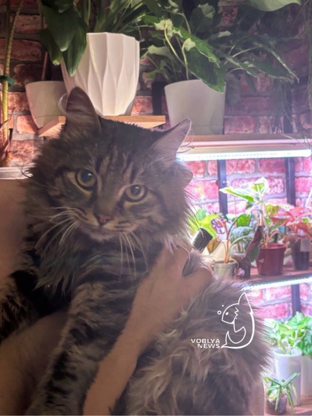 Неравнодушная жительница Краснодара приютила котика у которого украли дом