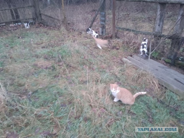 Жизнь домашнего приюта для котеек 525