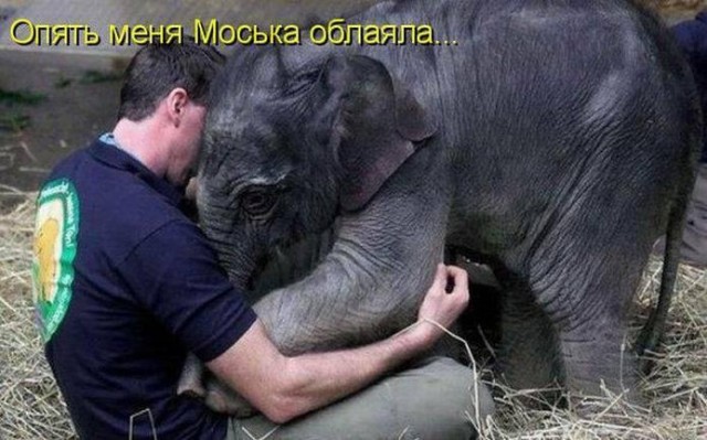 Котэ, совэ и все-все-все