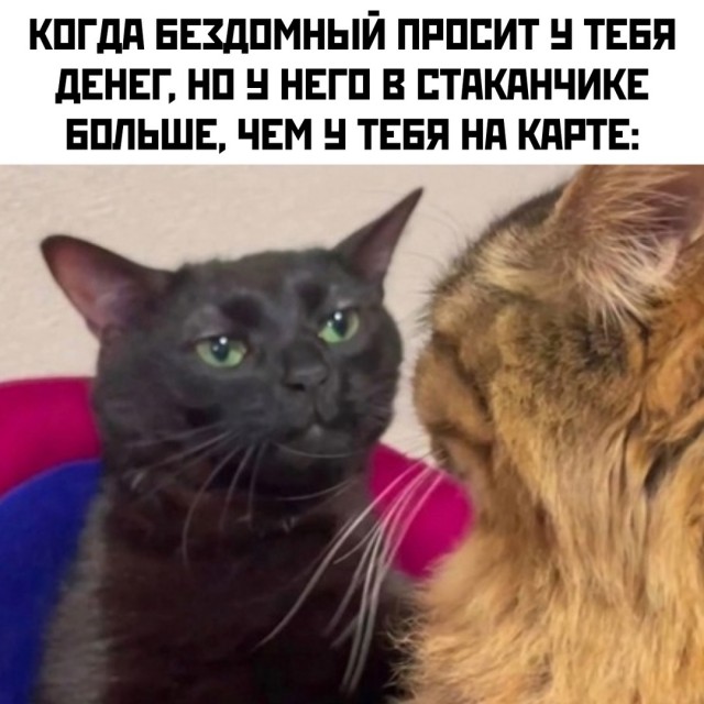 Весёлый полтишок 08.01.25