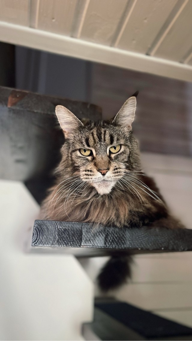 12 самых смешных котов в истории комического конкурса Comedy Pet Photography Awards