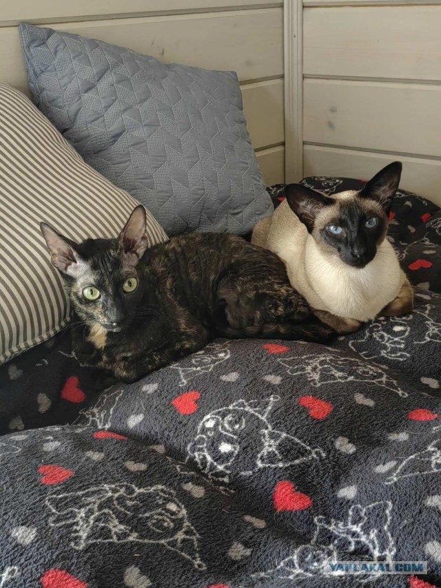 Мой кот