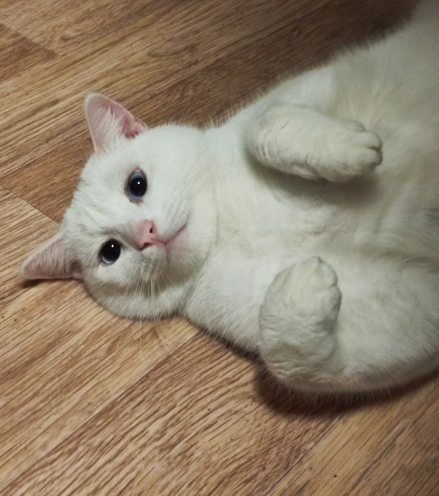 Чем отличаются люди, у которых есть кошки, от людей, у которых их нет? Тест и его результаты