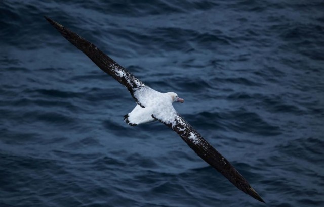 Птичий грипп поразил крупнейшую в мире колонию странствующих альбатросов