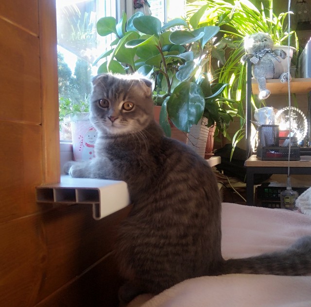 Успеваем в последний момент котовторника.