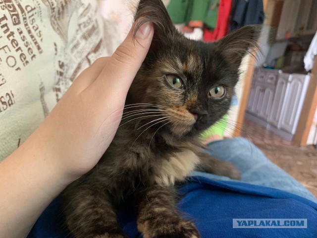 Шнурок - приблуда