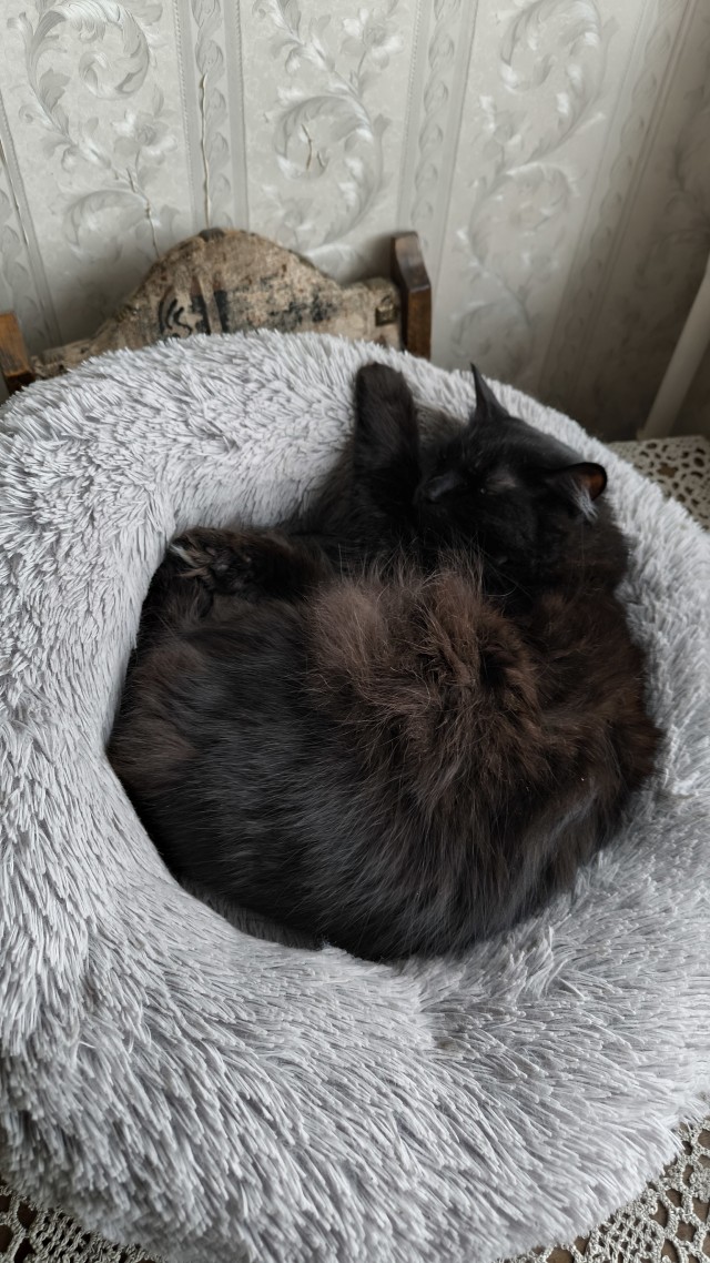 Котовторник