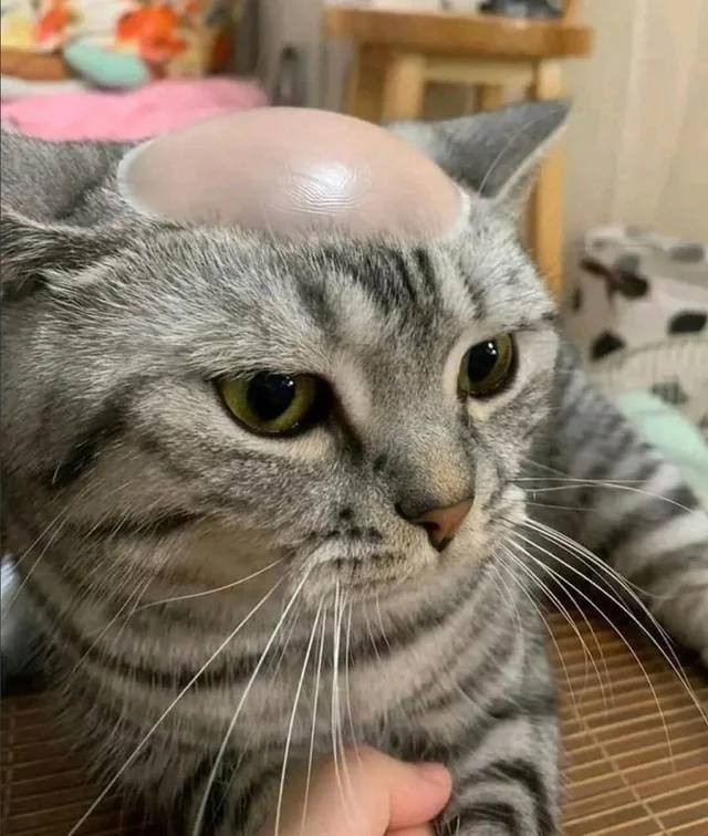 День лысых мужчин отмечается сегодня