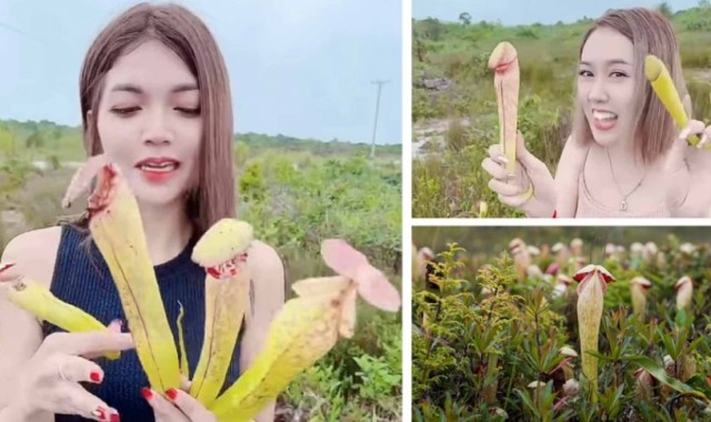 Священный фаллофал: как женщины поставили под угрозу исчезновения растение