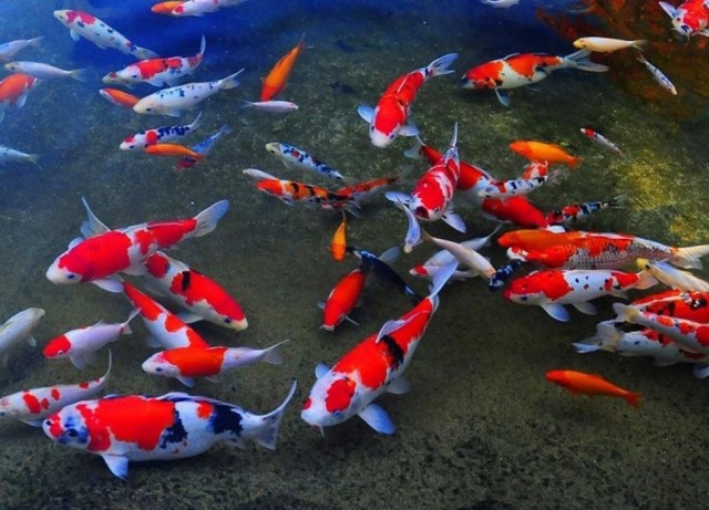 Славная была охота