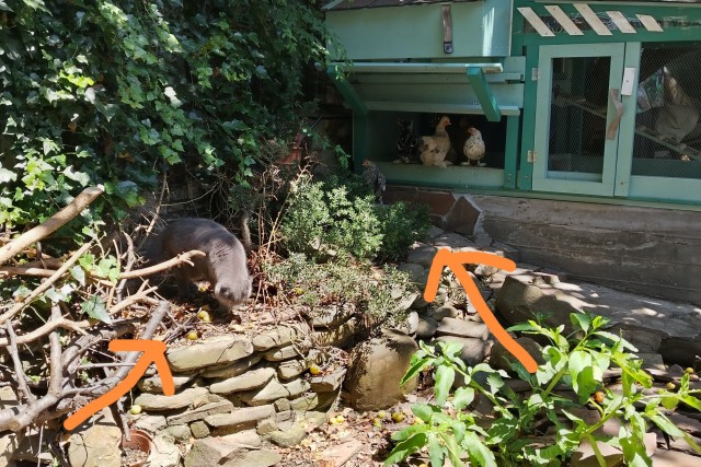 О пользе котиков в домашнем хозяйстве.