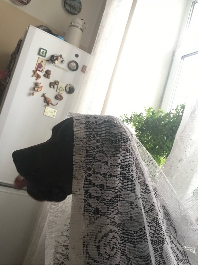 Собакочетверг
