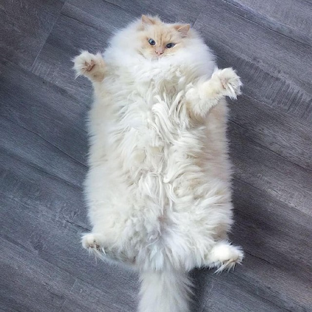 Женщины шерстяные