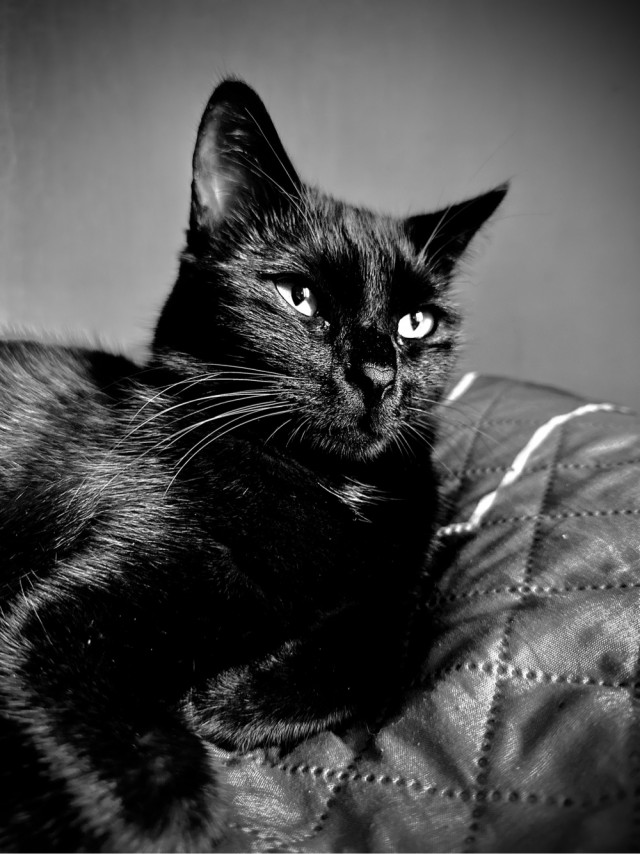 Чёрный котовторник