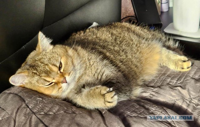 К-котовторник.