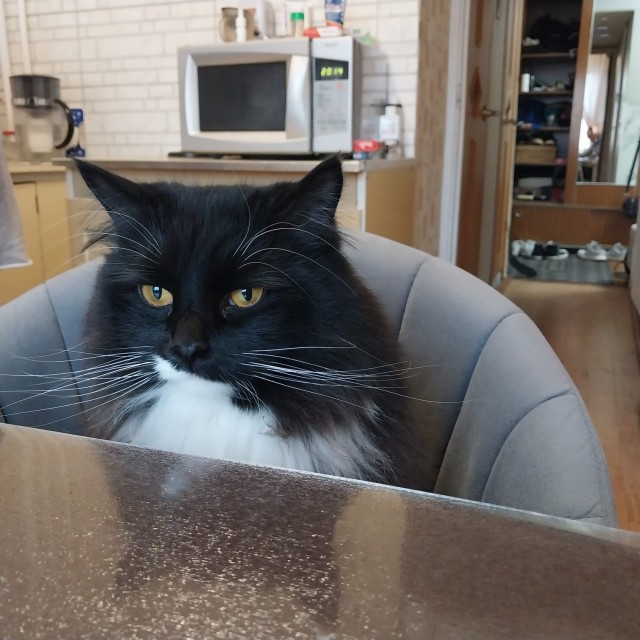 Друзья (котовторник)