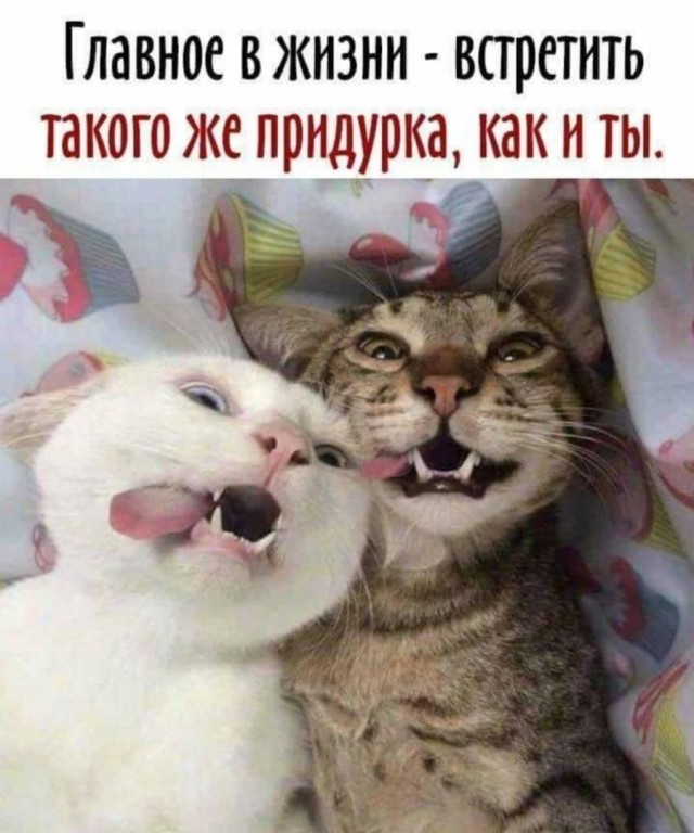 Веселое настроение а картинках (18.03.2026)