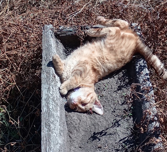 Фотки красивого кота.