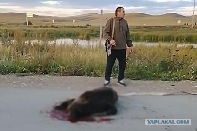 Медведей заметили расхаживающими по улице, пока школьники добирались на уроки в Бурятии