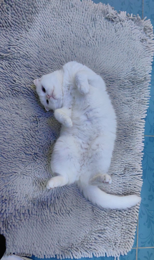 Очередной котовторник