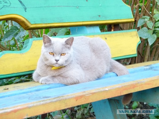Котовторник   27.08.2013
