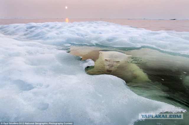 Лучшие фото уходящего года от national geographic