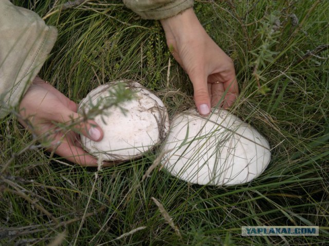 Грибы России
