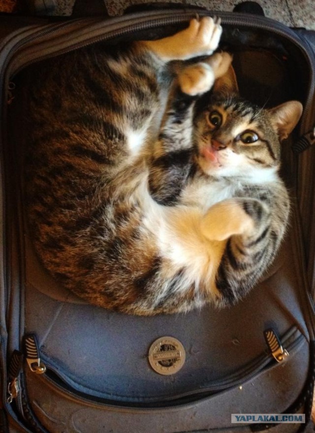 Котовторник на вторник, Котовторник