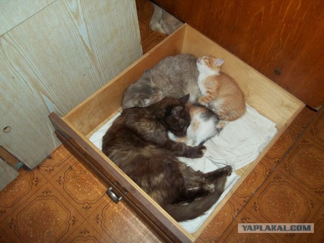 Жизнь домашнего приюта для котеек 22