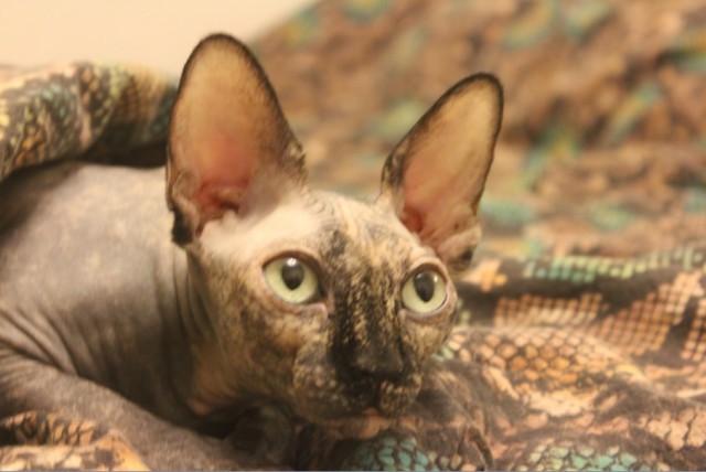 Котовторник 04.11.2014