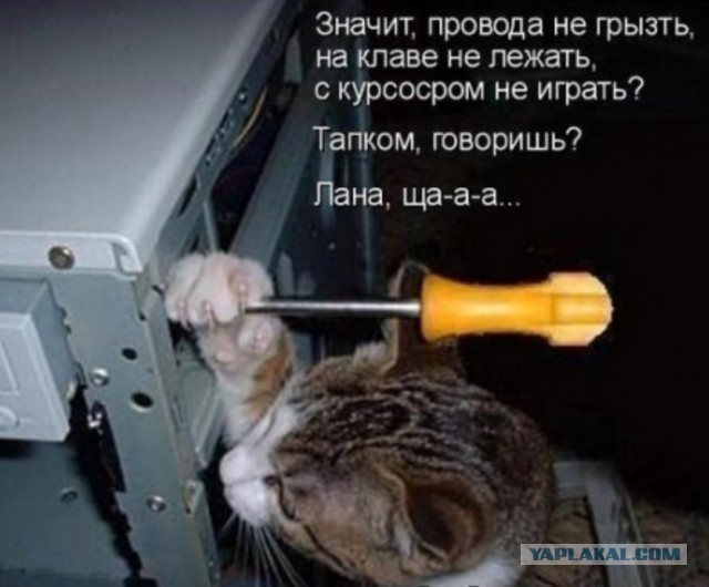 Что делать, если кот сгрыз зарядку