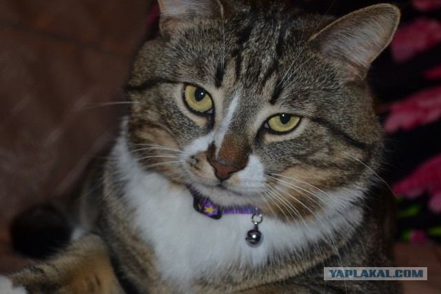 Котовторник 06.01.2015