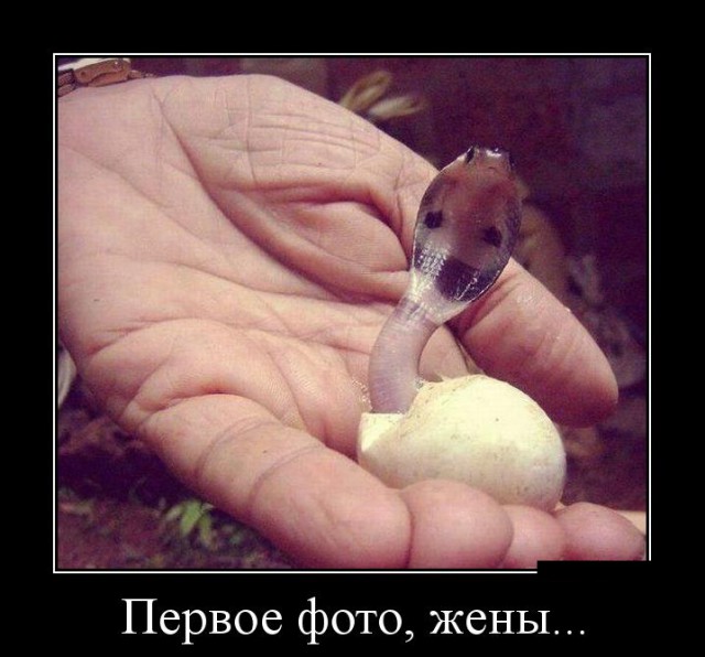 Веселые картинки на пятницу