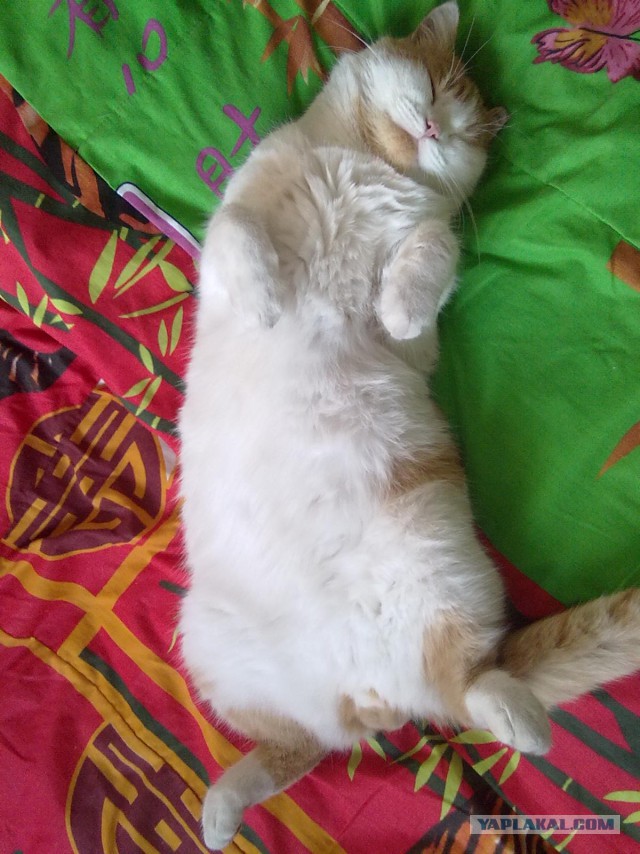 Котовторник 07 04 2015
