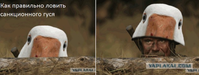 Дави гусей! 3 гуся раздавили трактором.