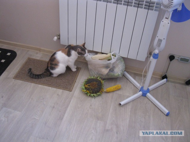 Котовторник 25.08.2015