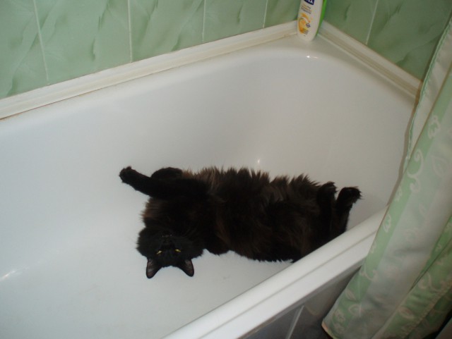 Жизнь Черного кота