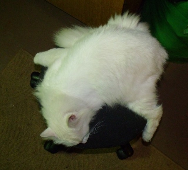 Котовторник  01.03.2016