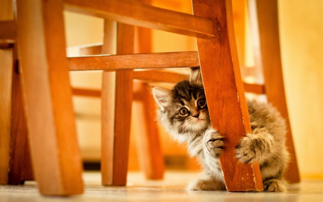 Котики на выходные