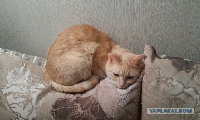 Котовторник 29.03.2016