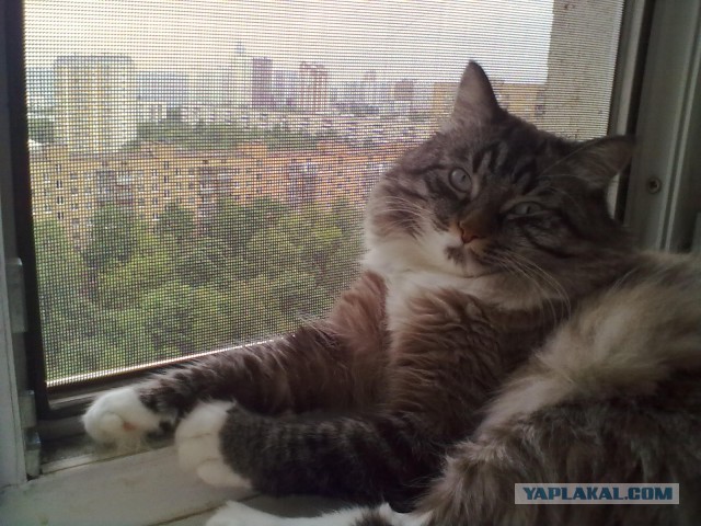 Котовторник 07.06.2016