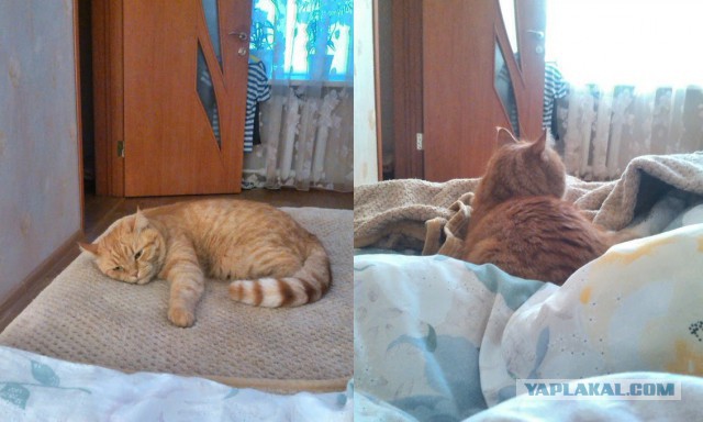 Котовторник 21.06.16