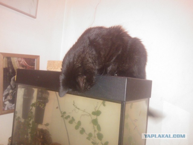 Котовторник 05.07.16