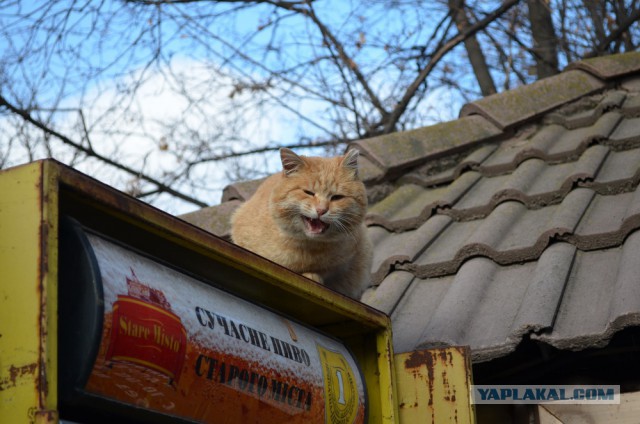 10 брутальных уличных котов