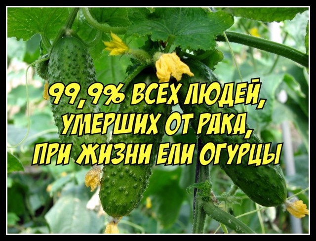 Все друг друга поняли (Смехопанорама)